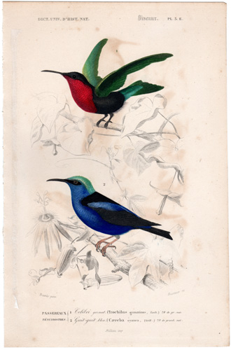 Red-throated Hummingbird Blue Caereba